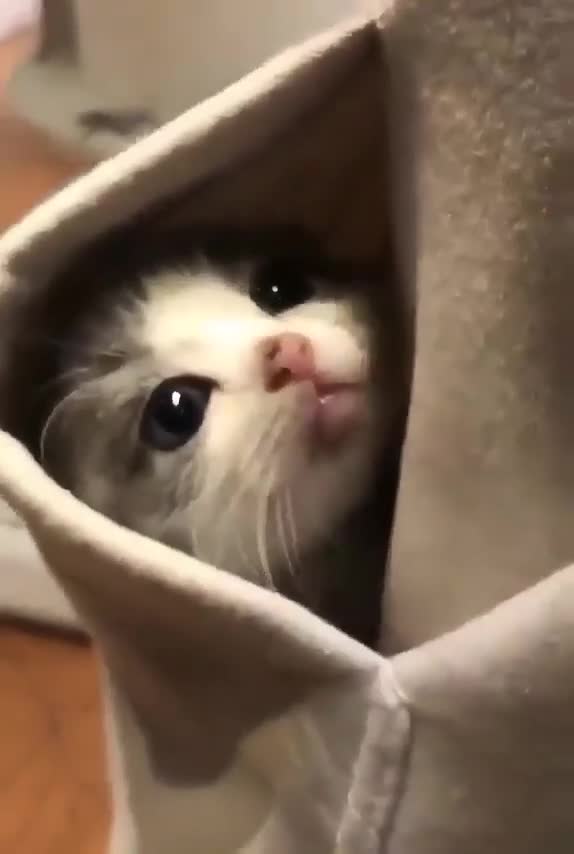 The Little Kitten is Very Shy