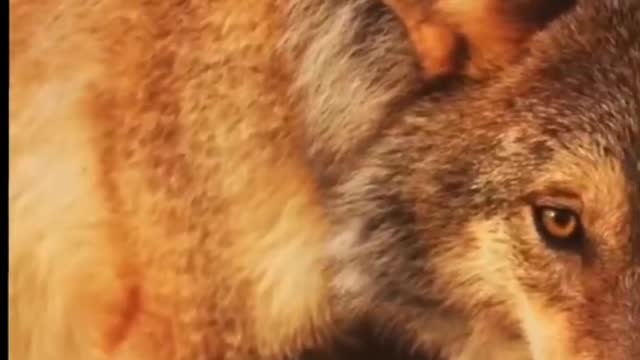 Handsome Wolf