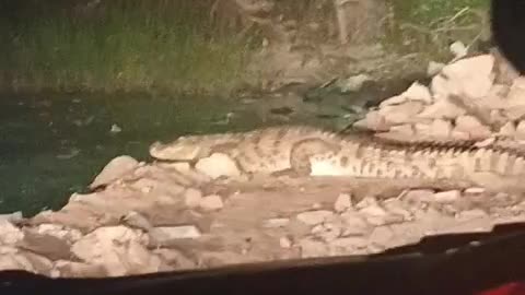 Crocodile seen in Suncity