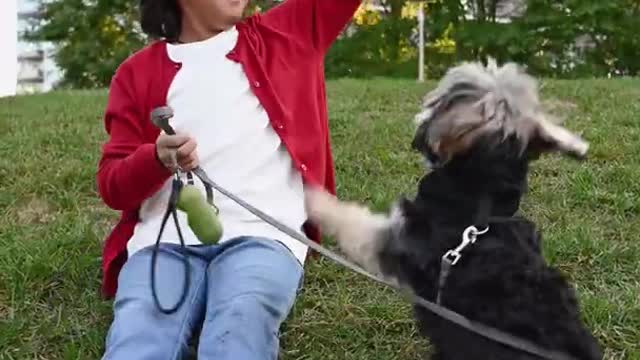 Good dog training video