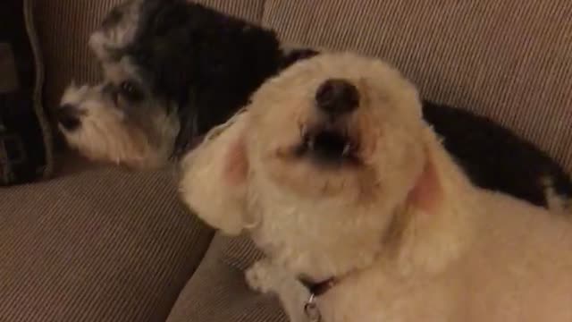 Dogs sing along to music