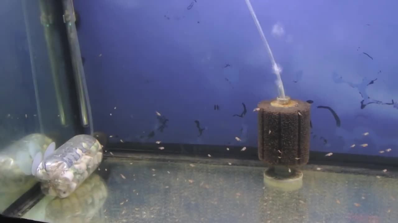 Flowerhorn Breeding Project 2nd Generation