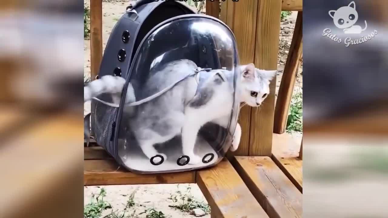 Gatos Graciosos Videos de Risa de Gatos Chistosos #