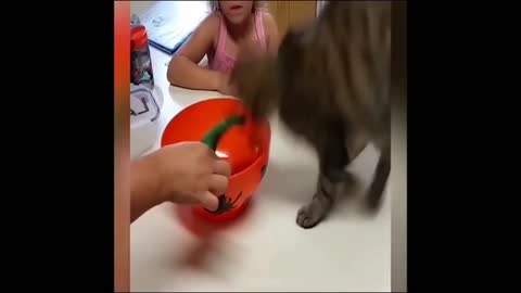 POOR Cat gets SCARED by Fake HAND - FUNNY