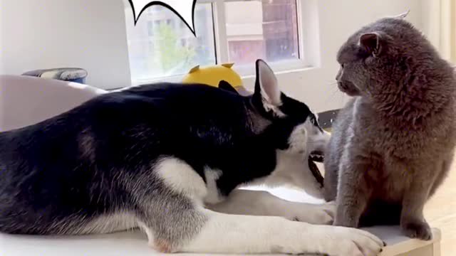 The dog was beaten by the cat and suspected that the dog was alive