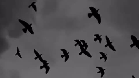 COME ON BOY LYRICS VIDEO