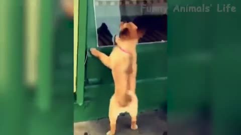 Funniest Dogs And Cats Funny Pet Animals' Life Pets that Will Make Your Day 100% Better