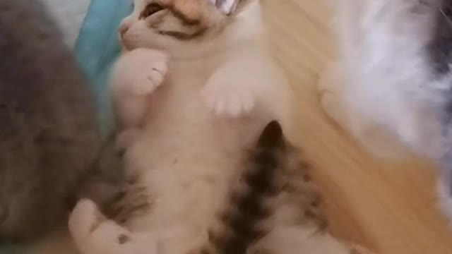 A day with cats around
