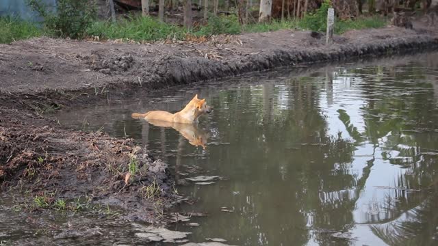 See a dog inside a pool of water