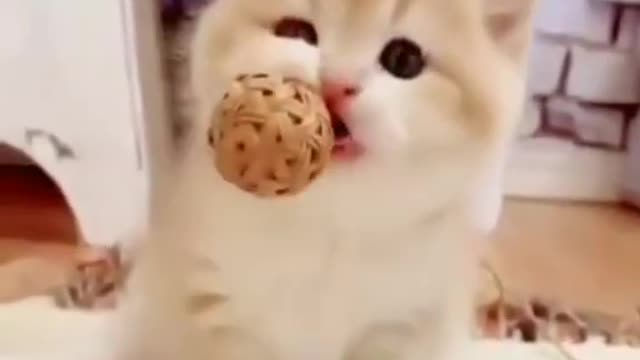 Very Cute cats wooow