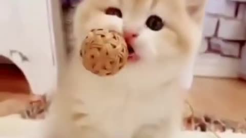 Very Cute cats wooow