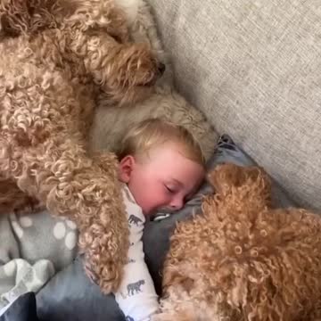 😍😍😍 Beautiful sleeping dogs around the baby 😍😍😍