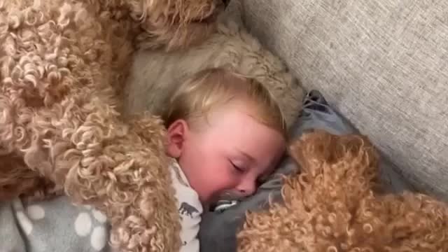 😍😍😍 Beautiful sleeping dogs around the baby 😍😍😍