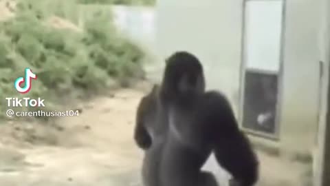 Gorilla have to go