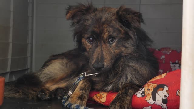 this dog was rescued and is waiting for its owner in the kennel