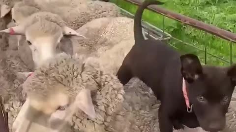 Watch This Brown Lab Master the Art of Sheepwalking