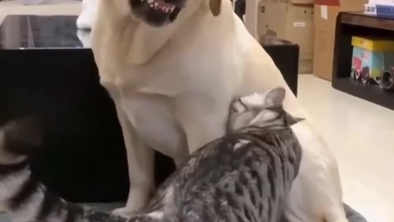 dog and cat fight