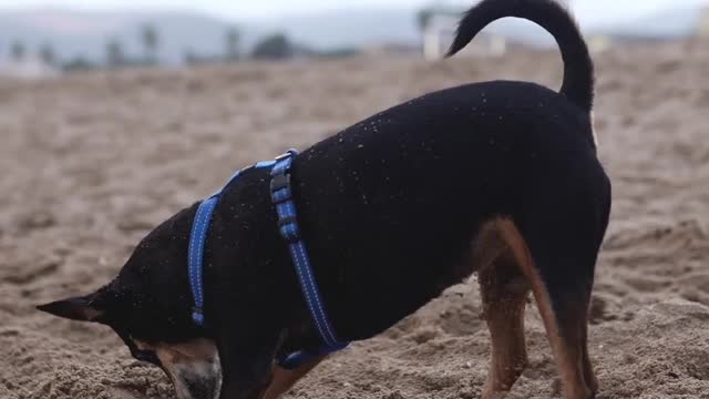 Funny Dog Video