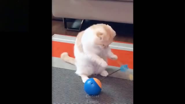 Try not to laugh with these cute and funny animals , best animal videos of 2021🤣🤣🤣