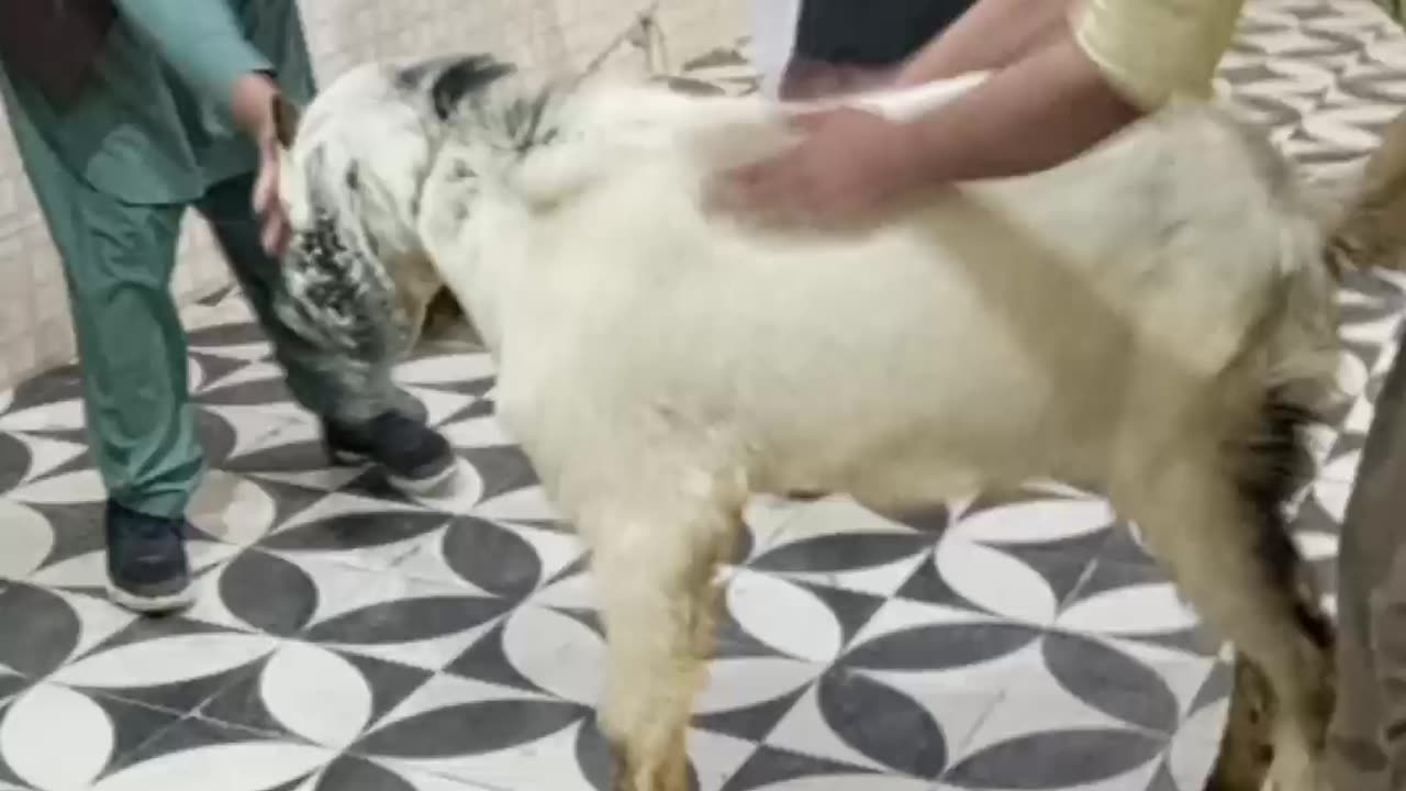 Baby teeth goat pushing