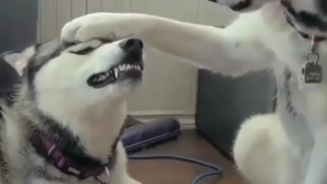 Husky Vs Husky Fight