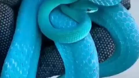 Never Seen Before Venomous Blue Snake