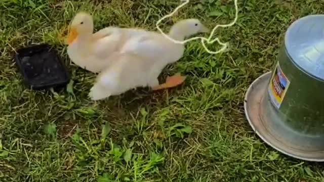 The ducklings kept at home are running around with great vigor.