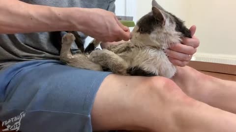 Street cat rescued