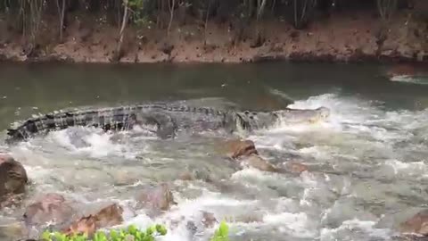 Giant alligators in freshwater streams