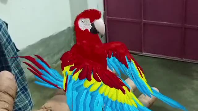 Beautiful parrot dance in hand 🤯