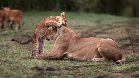 Baby cub playing with mother