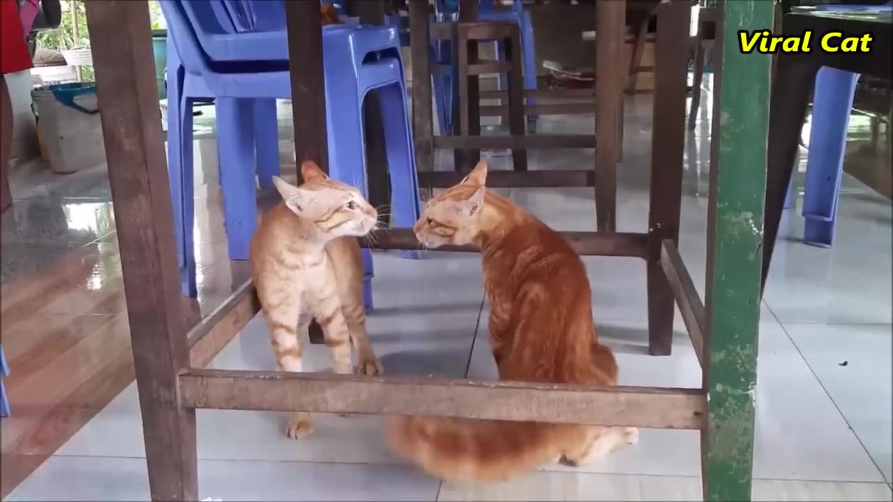 Cat's fighting and meowing these two are bloody brother's viral cat's