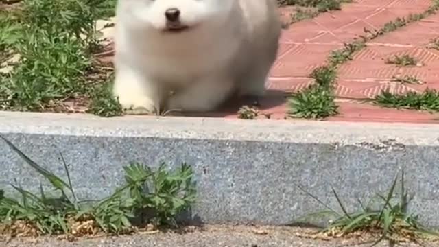 Cute Dog Video