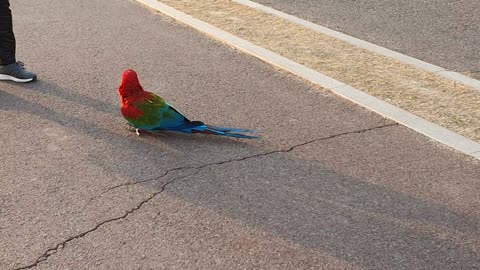 I saw a rainbow-colored bird in the park.