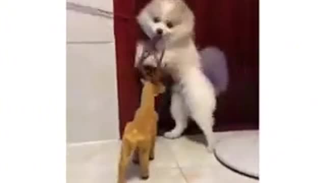 The Most Funny Dog Video