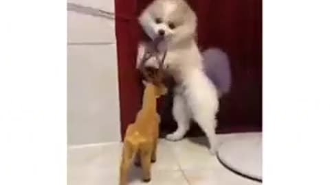 The Most Funny Dog Video