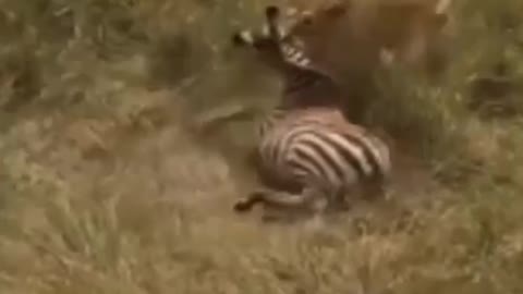 Lion Hunting Zebra Animal | Animal Fight