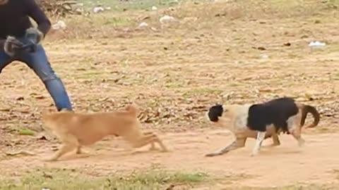 very funny dog and leopard