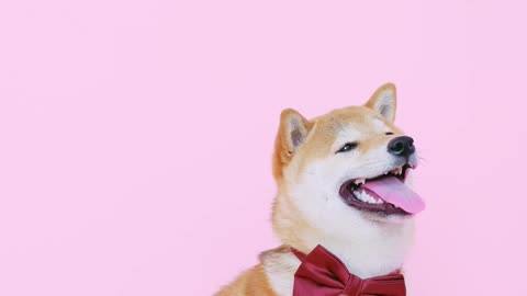 Cute dog and funnyy