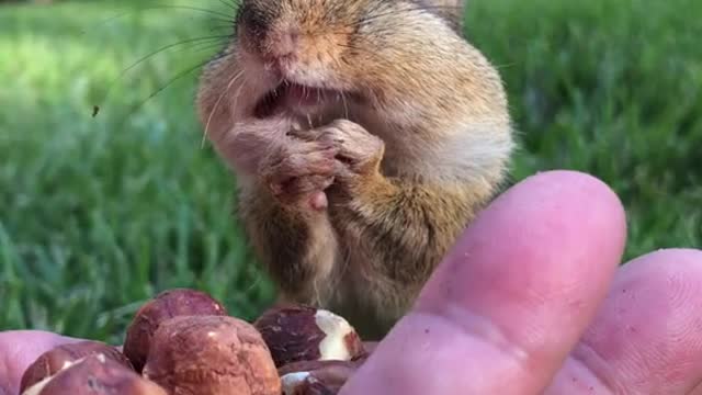 Squirrel is a beautiful thing
