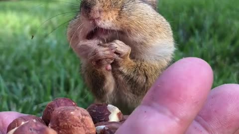 Squirrel is a beautiful thing