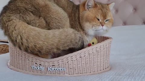 William the cat won't fit in the basket