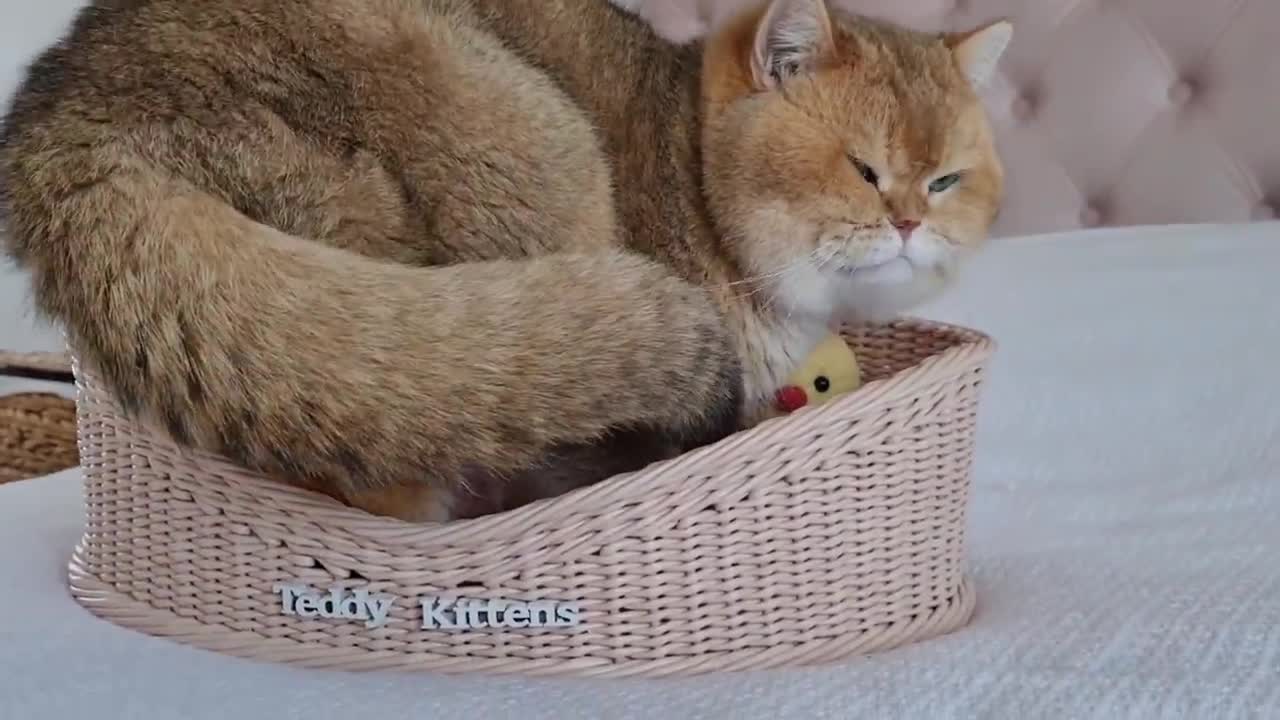 William the cat won't fit in the basket