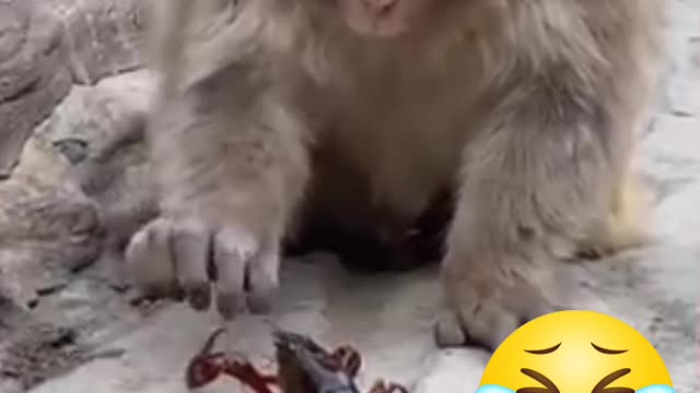 Monkey funny video😂