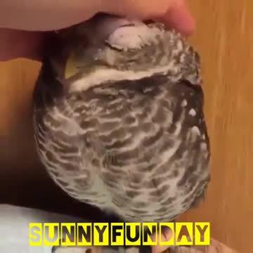 Kind owl