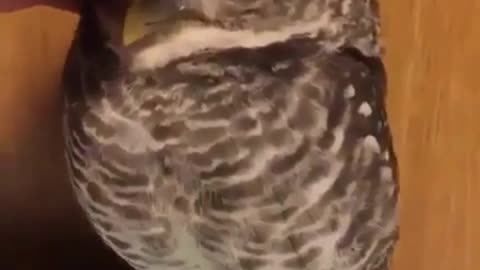 Kind owl