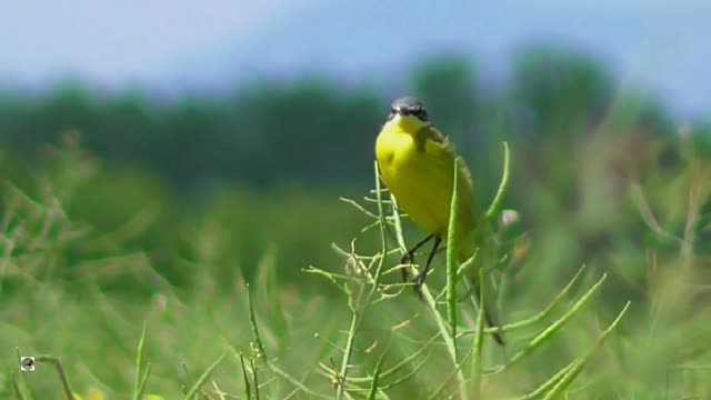 Relaxing Beautiful Birds sound