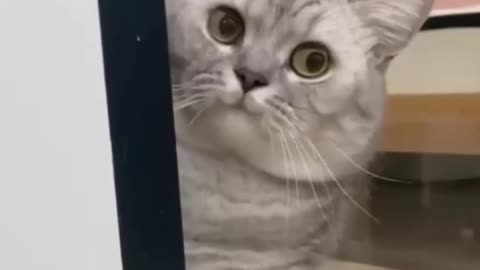 Funniest Cats Everrr 🤣