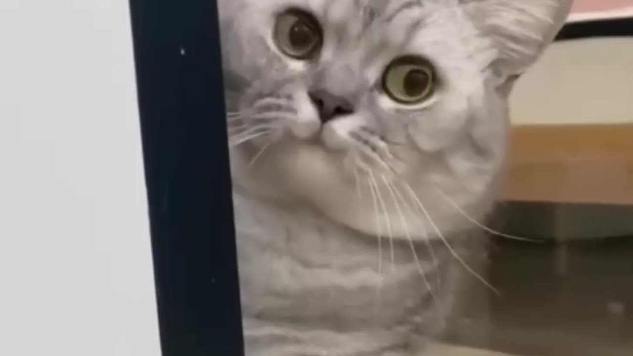 Funniest Cats Everrr 🤣