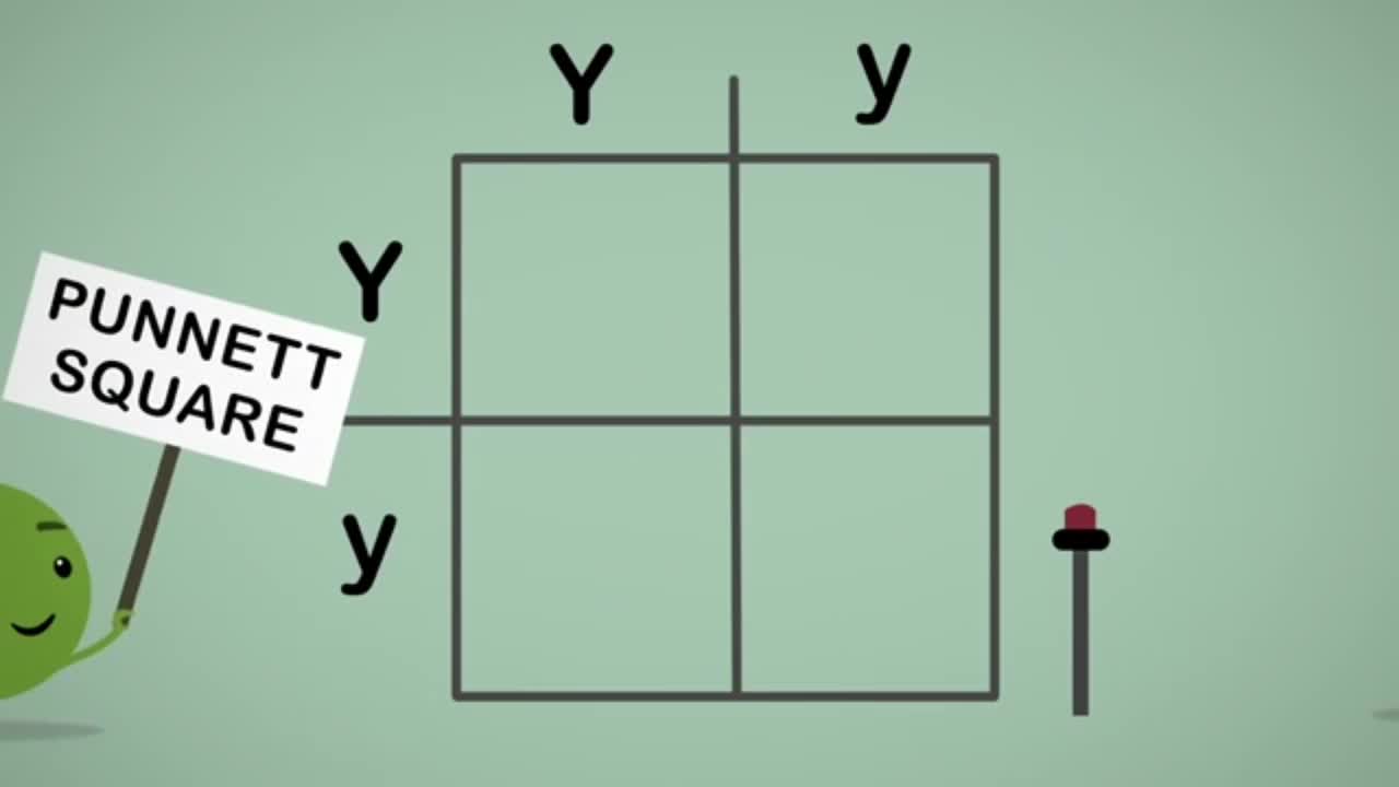 Alleles represent different variants of a gene